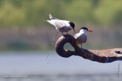 Caspian Tern