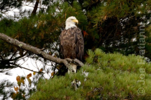 Ausable Point