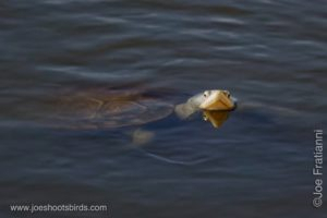 Terrapin Turtle
