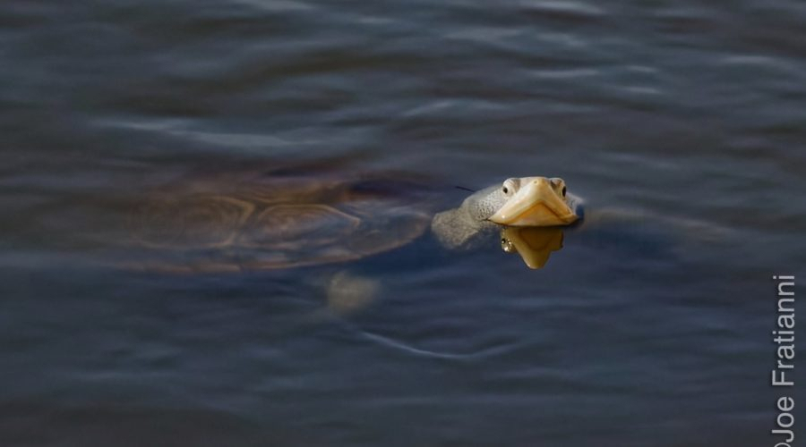 Terrapin Turtle