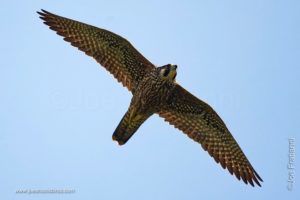 Montezuma Wildlife Reservation