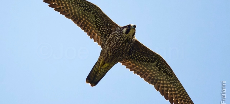 Montezuma Wildlife Reservation