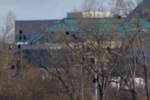 How can I see the Eagles?