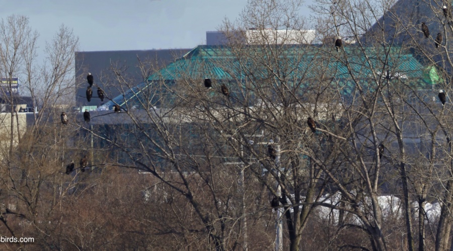How can I see the Eagles?