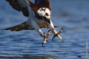 Osprey Season