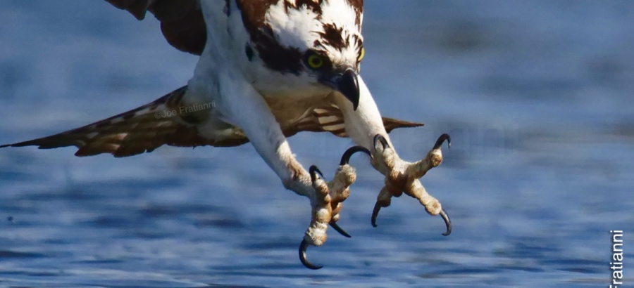 Osprey Season