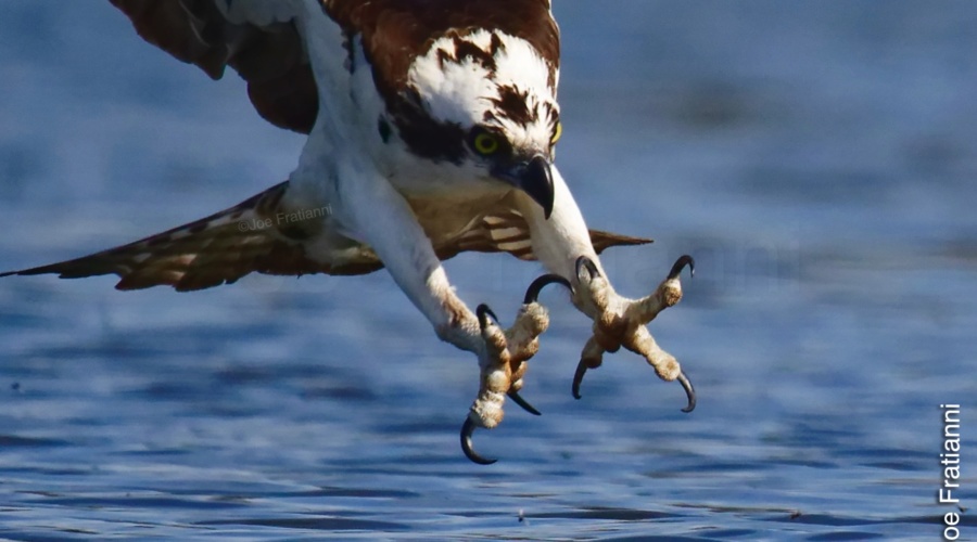 Osprey Season