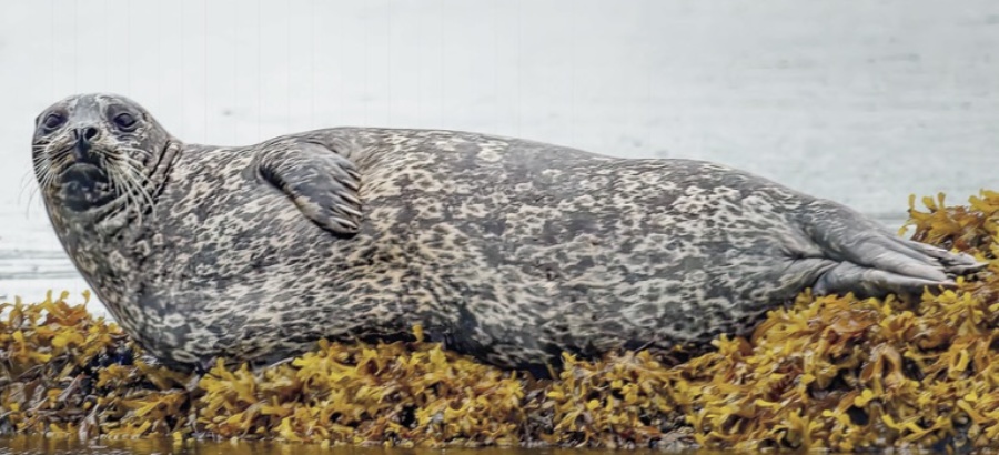 2023 Wildlife Calendar