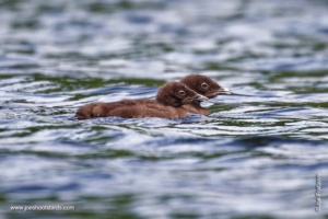 Little (and really cute) Loons