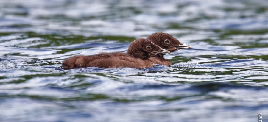 Little (and really cute) Loons