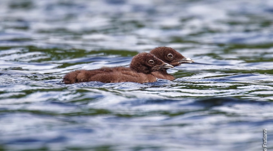 Little (and really cute) Loons