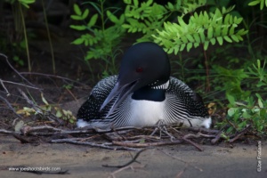 Loontastic – have you ever seen a Loon walk?