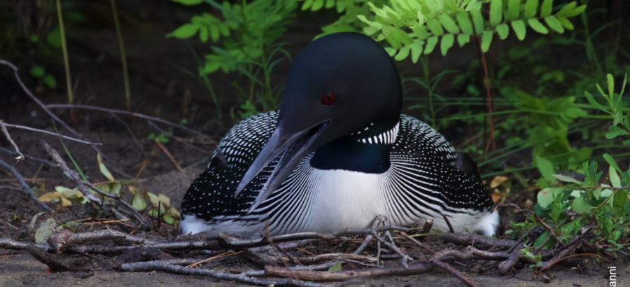 Loontastic – have you ever seen a Loon walk?