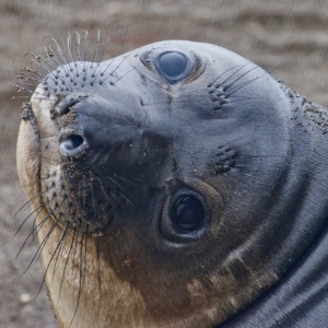 Elephant Seal Print