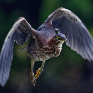 Green Heron Print