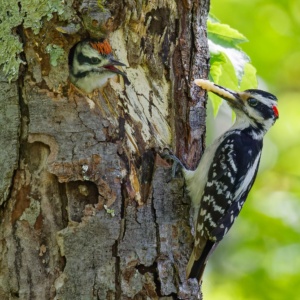 Hairy Woodpecker feeding chick Print