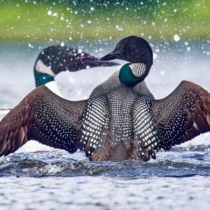 Common Loon Print