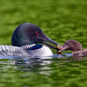 Common Loon with Chick Print
