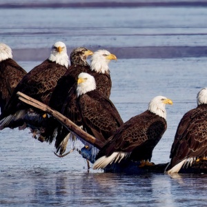 Bald Eagles Roosting Print