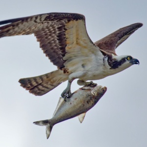 Osprey with fish Print
