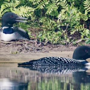 Common Loons Nesting Print