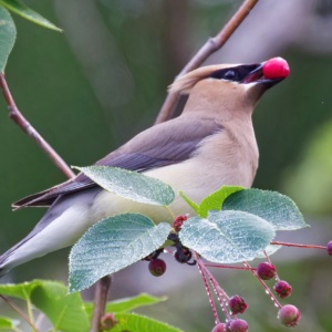 Cedar Waxwing with berry Print