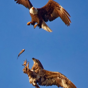 2 Bald Eagles 1 Fish