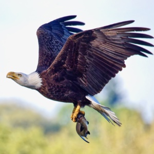 Bald Eagle carrying fish Print