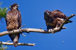 Top Bird Pooping Photos of 2023