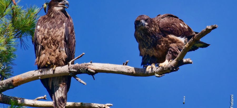 Top Bird Pooping Photos of 2023