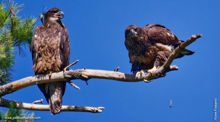 Top Bird Pooping Photos of 2023