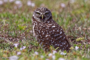 The Burrowing Owl