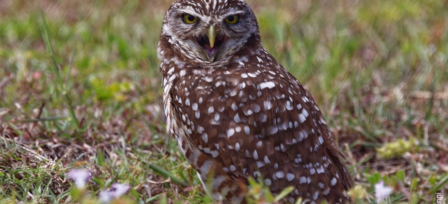The Burrowing Owl