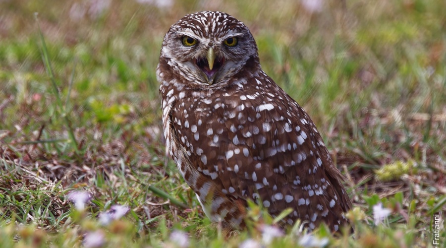 The Burrowing Owl