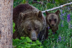 Yellowstone National Park