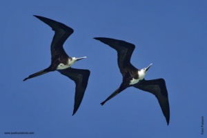 Cancun Resort Birding