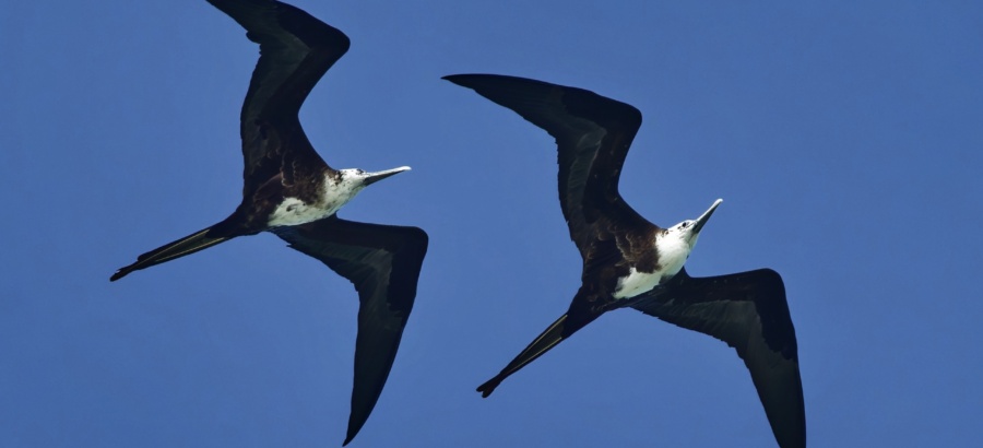 Cancun Resort Birding