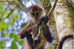 Monkey on your back