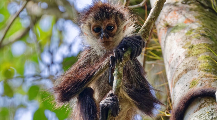 Monkey on your back