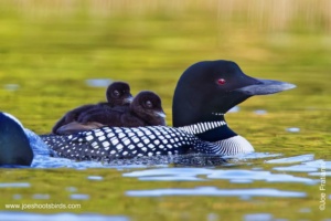 How did you get that shot?