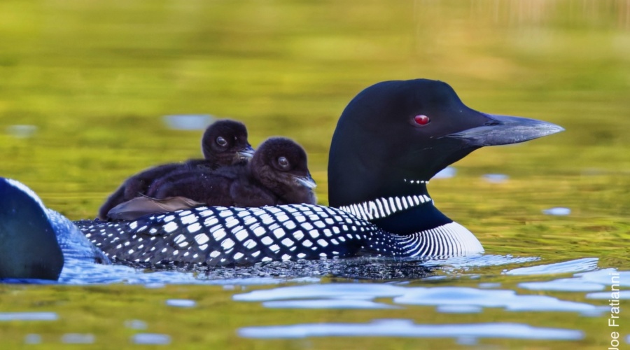 How did you get that shot?