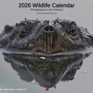 2026 Wildlife Calendar