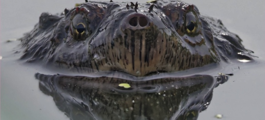 2026 Calendar now available