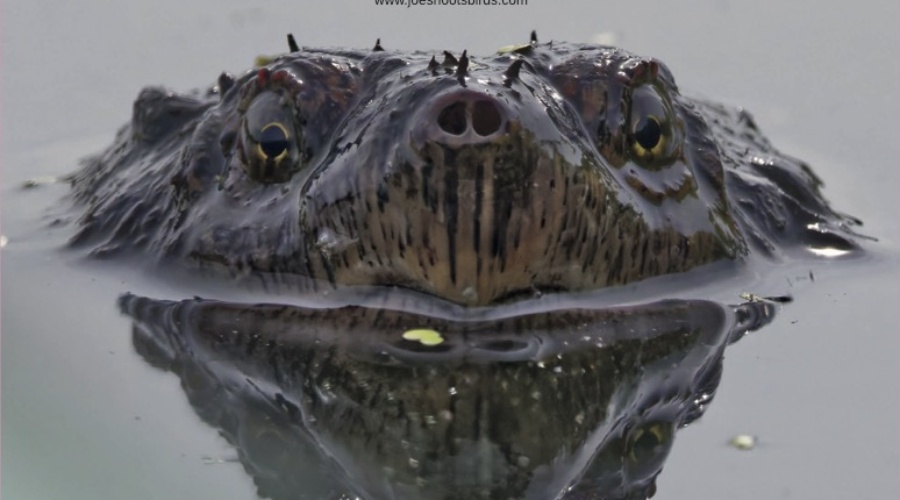 2026 Calendar now available