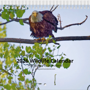 2026 Pooping Wildlife Calendar