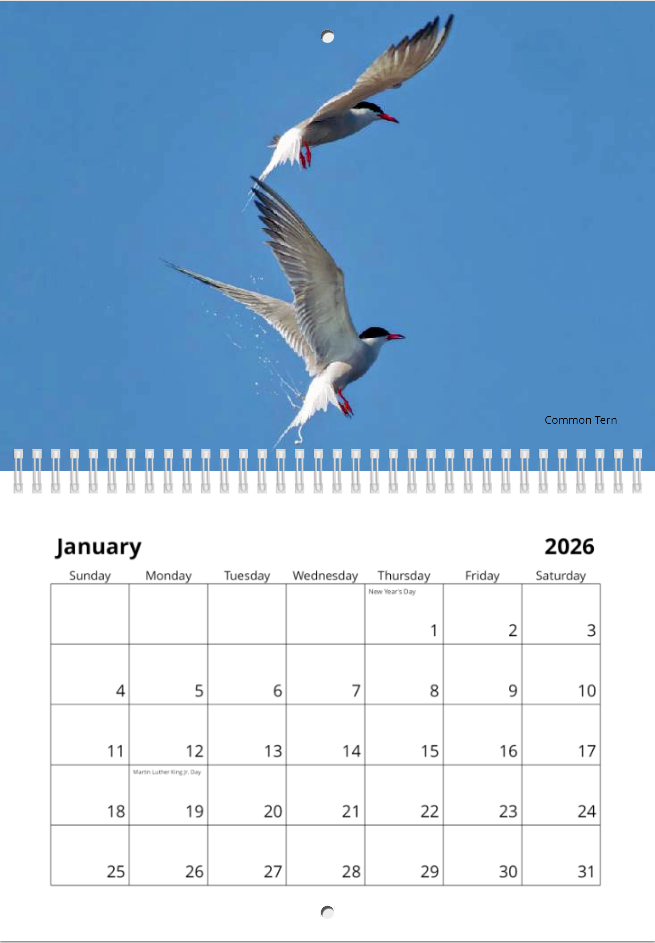 2026 Pooping Wildlife Calendar - Image 2