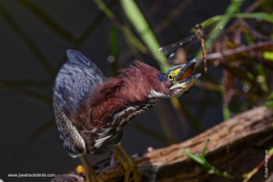 Wildlife Doesn’t Read the Guidebook