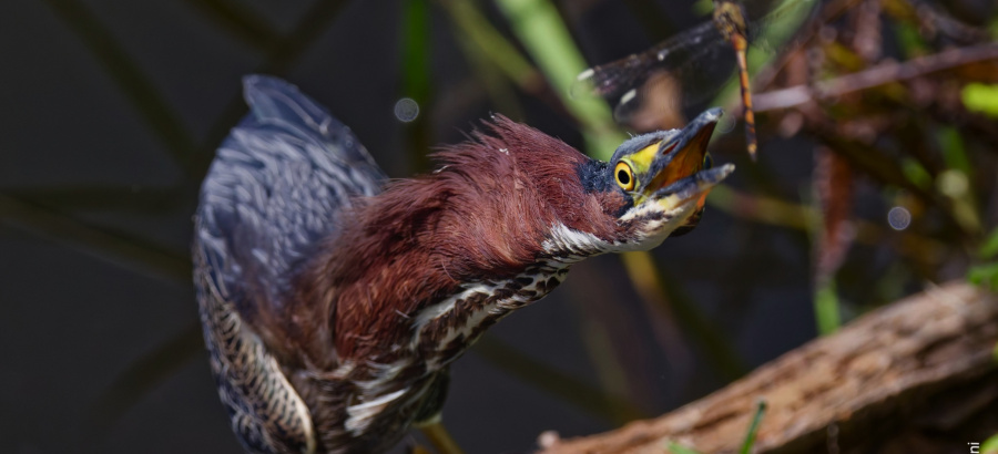 Wildlife Doesn’t Read the Guidebook