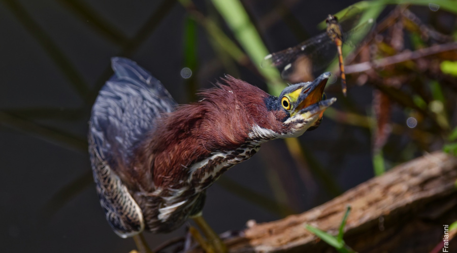 Wildlife Doesn’t Read the Guidebook